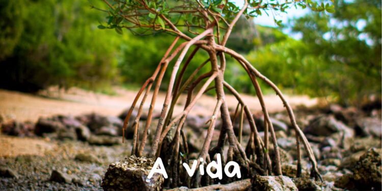 Documentário sobre o Mangue de Pedra estreia em Búzios; Veja como assistir