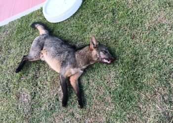 Cachorro-do-mato é atropelado próximo à trilha de Itapebussus, em Rio das Ostras
