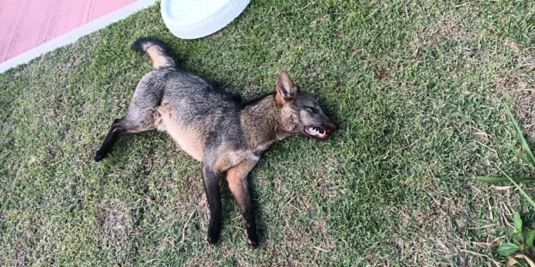 Cachorro-do-mato é atropelado próximo à trilha de Itapebussus, em Rio das Ostras