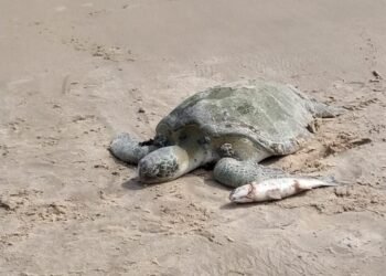 Encontrou um animal marinho na praia? Saiba como ajudar