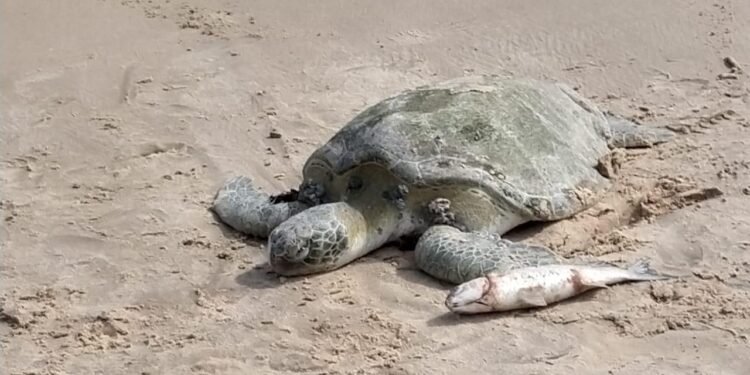 Encontrou um animal marinho na praia? Saiba como ajudar