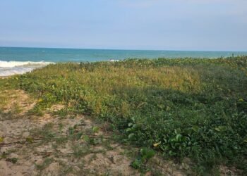 Ação na Praia do Pecado remove vegetação exótica; audiência pública apresenta projeto