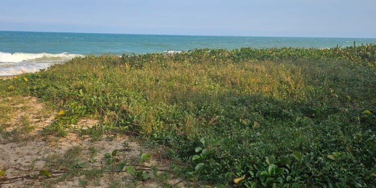 Ação na Praia do Pecado remove vegetação exótica; audiência pública apresenta projeto