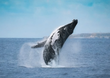 Inscrições abertas para a Corrida das Baleias em Arraial do Cabo; garanta sua vaga
