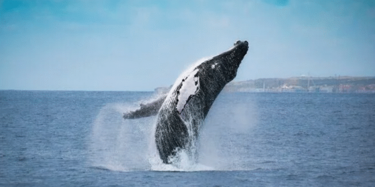 Inscrições abertas para a Corrida das Baleias em Arraial do Cabo; garanta sua vaga