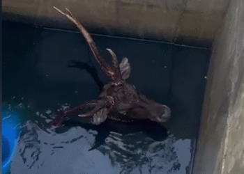 Cervo asiático cai em estação de tratamento de esgoto em Saquarema