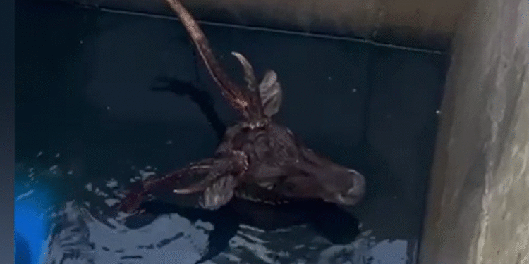 Cervo asiático cai em estação de tratamento de esgoto em Saquarema