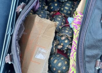 Homem é flagrado com 600 filhotes de jabuti dentro de mala