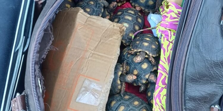 Homem é flagrado com 600 filhotes de jabuti dentro de mala