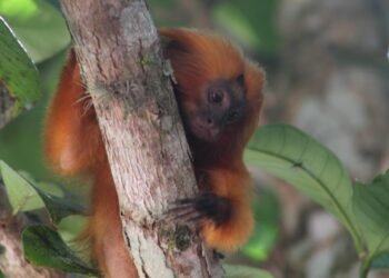 Mude o cenário do domingo: conheça o Parque Natural do Mico-Leão-Dourado, em Tamoios