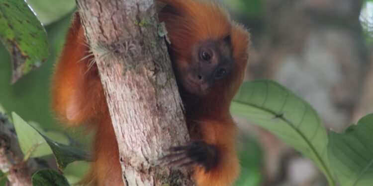 Mude o cenário do domingo: conheça o Parque Natural do Mico-Leão-Dourado, em Tamoios