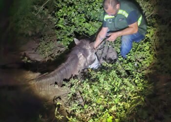 Égua atolada em valão é regatada em Arraial do Cabo