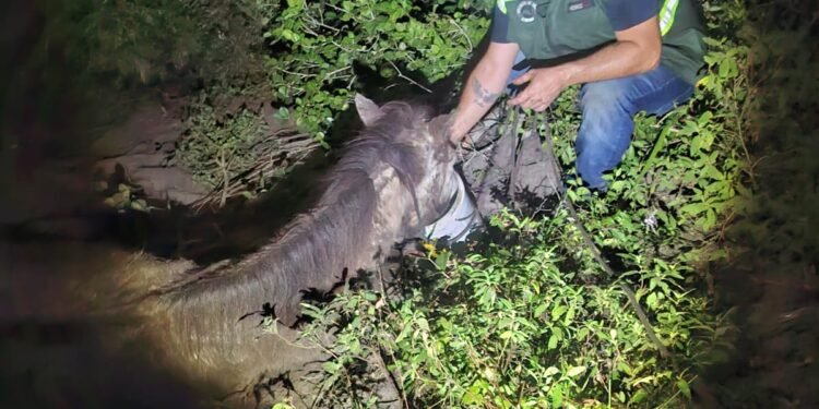 Égua atolada em valão é regatada em Arraial do Cabo