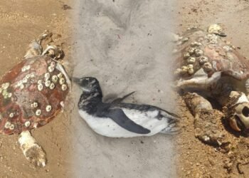 Tartaruga e pinguim são encontrados mortos no Mangue de Pedra, em Búzios