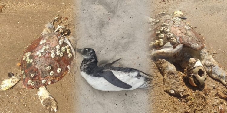 Tartaruga e pinguim são encontrados mortos no Mangue de Pedra, em Búzios
