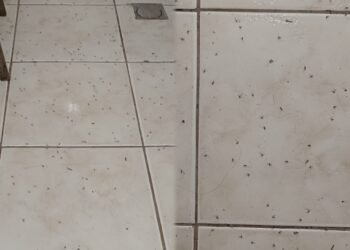 Moradores reclamam de infestação de pernilongos e mosquitos em Rio das Ostras