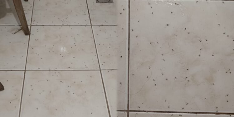 Moradores reclamam de infestação de pernilongos e mosquitos em Rio das Ostras