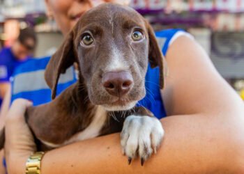 Cães e gatos esperam por um novo lar na Feira de Adoção no Shopping Plaza Macaé