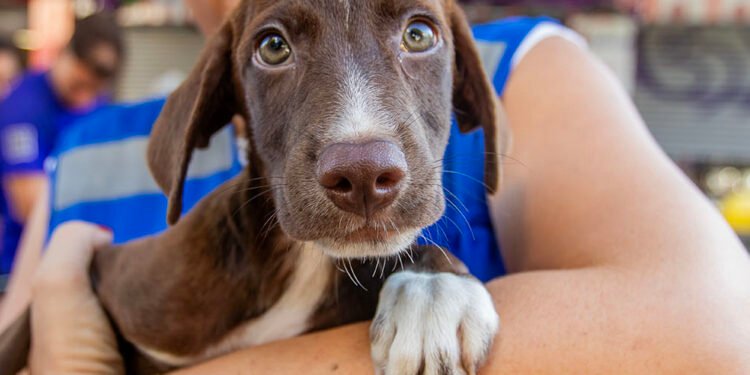 Cães e gatos esperam por um novo lar na Feira de Adoção no Shopping Plaza Macaé