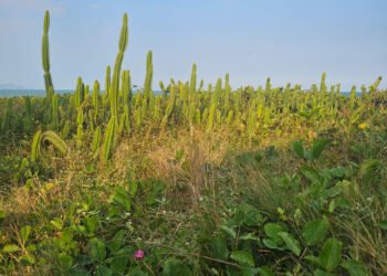 Praia do Pecado ganha revitalização da restinga; confira o novo plano