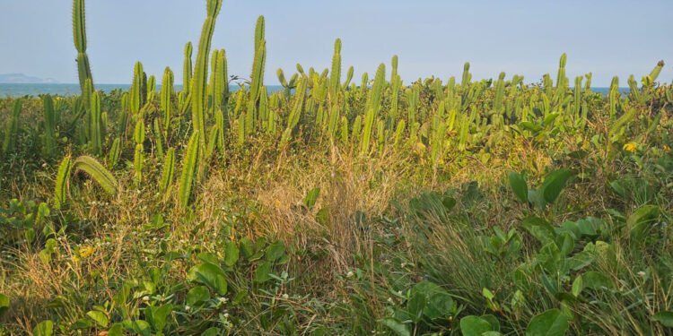 Praia do Pecado ganha revitalização da restinga; confira o novo plano