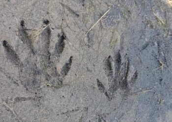 Animal raro é registrado em área de conservação em Arraial do Cabo