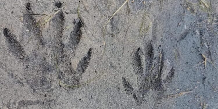 Animal raro é registrado em área de conservação em Arraial do Cabo