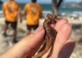 Cavalo-marinho raro é encontrado em praia de Cabo Frio