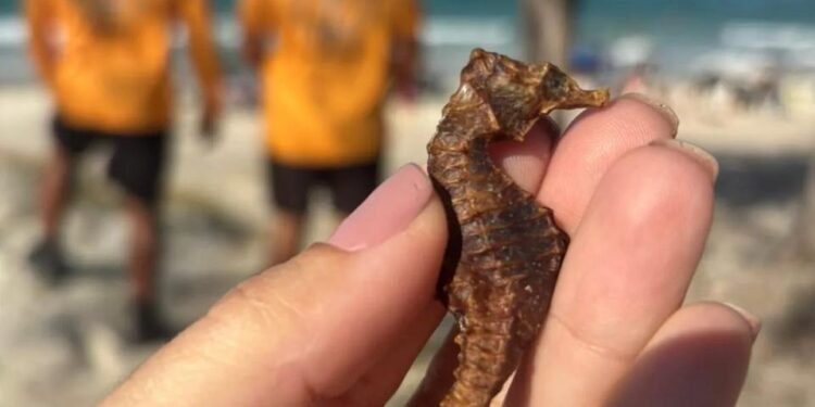 Cavalo-marinho raro é encontrado em praia de Cabo Frio