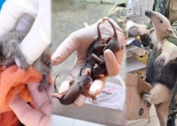 Animais silvestres são resgatados em diferentes pontos de Cabo Frio