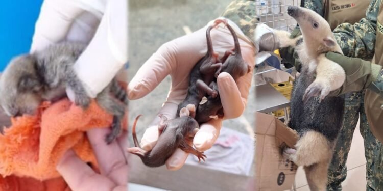 Animais silvestres são resgatados em diferentes pontos de Cabo Frio