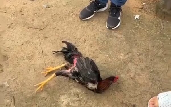 Rinha de galos é descoberta pela Polícia Civil em Araruama; 24 pessoas são presas