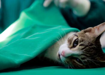 Abertas inscrições para castração gratuita de cães e gatos em Macaé; veja como funciona