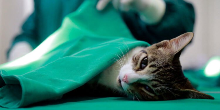Abertas inscrições para castração gratuita de cães e gatos em Macaé; veja como funciona