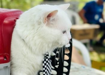 Último dia da Vacinação Antirrábica será neste sábado (25) em Rio das Ostras; veja os locais