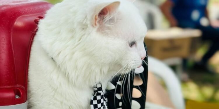 Último dia da Vacinação Antirrábica será neste sábado (25) em Rio das Ostras; veja os locais