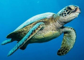 Tartaruga verde resgatada retorna ao mar em Barra de São João, distrito de Casimiro