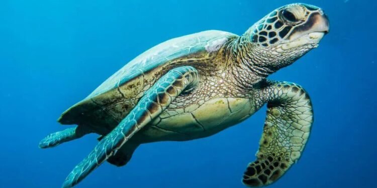 Tartaruga verde resgatada retorna ao mar em Barra de São João, distrito de Casimiro