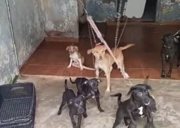 Cães em situação de maus-tratos são resgatados no bairro São Cristóvão, em Cabo Frio