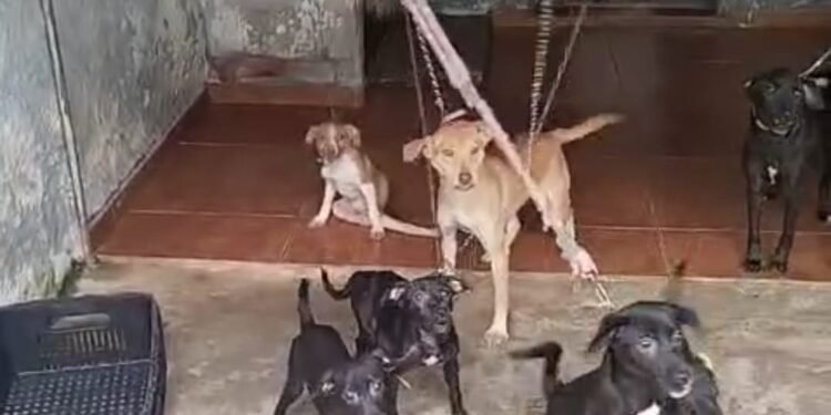 Cães em situação de maus-tratos são resgatados no bairro São Cristóvão, em Cabo Frio