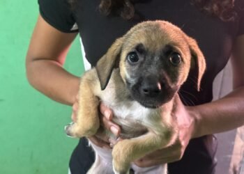 Feira de Adoção Animal acontece neste sábado (22) em Cabo Frio