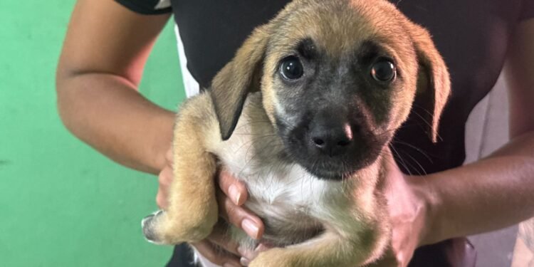 Feira de Adoção Animal acontece neste sábado (22) em Cabo Frio