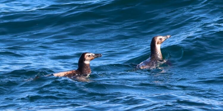 Pinguins retornam ao mar após reabilitação em Arraial do Cabo