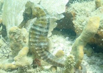 Cavalos-marinhos-de-focinho-longo reaparecem em Búzios
