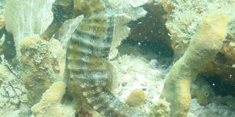 Cavalos-marinhos-de-focinho-longo reaparecem em Búzios