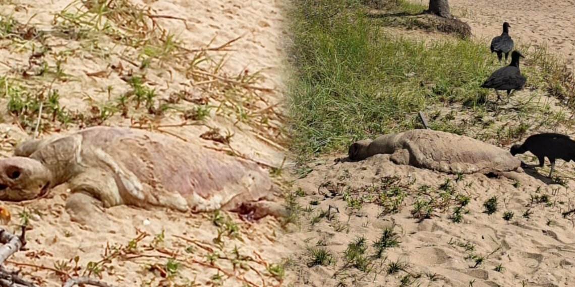 Tartaruga é encontrada morta no Praião em Barra de São João; moradores relatam terceiro caso em uma semana