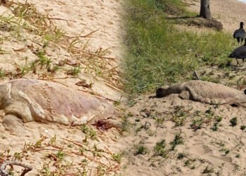 Tartaruga é encontrada morta no Praião em Barra de São João; moradores relatam terceiro caso em uma semana