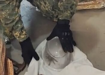 Aranha caranguejeira é resgatada na Rua dos Biquínis, em Cabo Frio; veja o vídeo