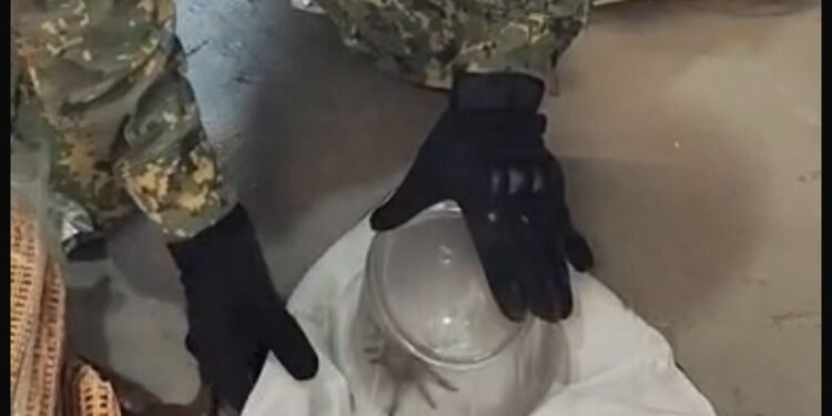 Aranha caranguejeira é resgatada na Rua dos Biquínis, em Cabo Frio; veja o vídeo