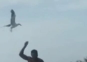 Naldo Benny é notificado após alimentar gaivotas em Cabo Frio; prática é proibida